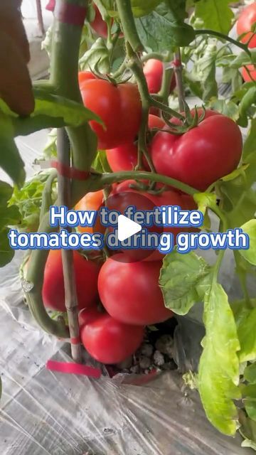 SeedToHarvest on Instagram: "#garden #gardening #planting #farming #gardeningtips #tomato #plants #fertilizer" Home Vegetable Garden Design, Homemade Plant Food, Growing Cherry Tomatoes, Tomato Harvest, Tomato Fertilizer, Cherry Tomato Plant, Gardening Planting, Tomato Farming, Vegetable Garden Planning