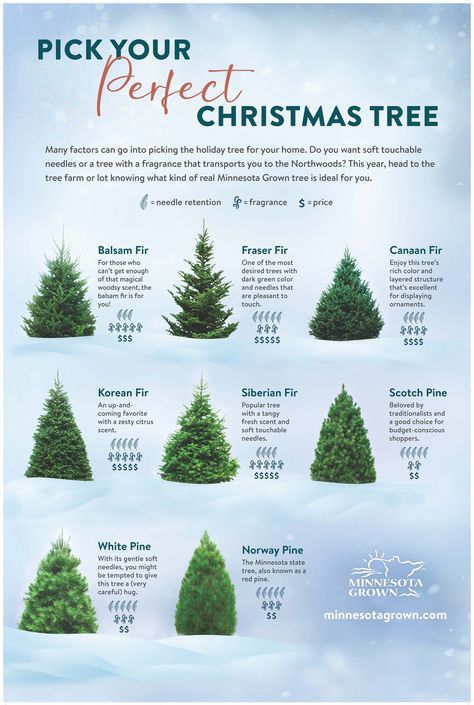 Minnesota Grown - Balsam Fir, Fraser Fir, White Pine???... White Pine Christmas Tree, Christmas Tree Varieties, Eastern White Pine, Fraser Fir, Pine Christmas Tree, Jolly Christmas, Cabin Ideas, Green A, Evergreen Shrubs