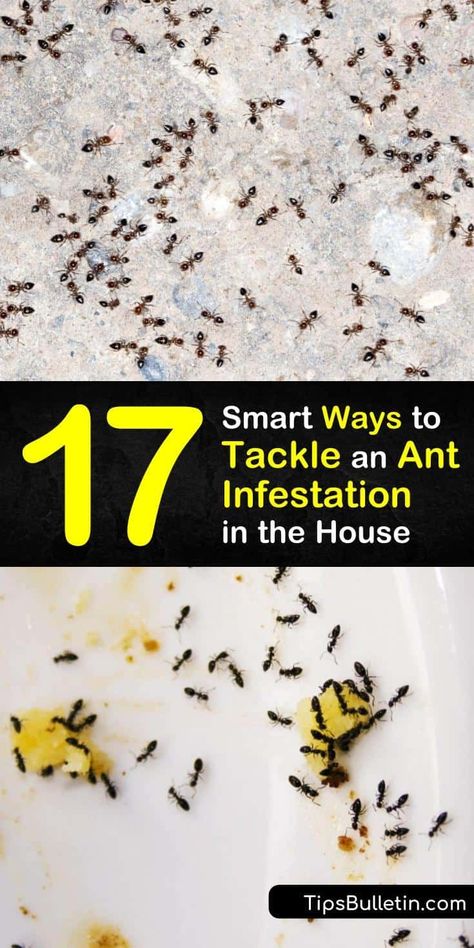 Read this ultimate pest control and ant infestation guide with homemade ant killer and repellent recipes. The article tackles issues regarding specific ant species, like carpenter ants, and teaches you how to eliminate their food source and spot pheromone trails. #get #rid #ant #infestation Ant Killer Recipe, Ant Removal, Homemade Ant Killer, Home Pest Control, Carpenter Ants, Ant Species, Ants In House, Ant Infestation, Ant Control