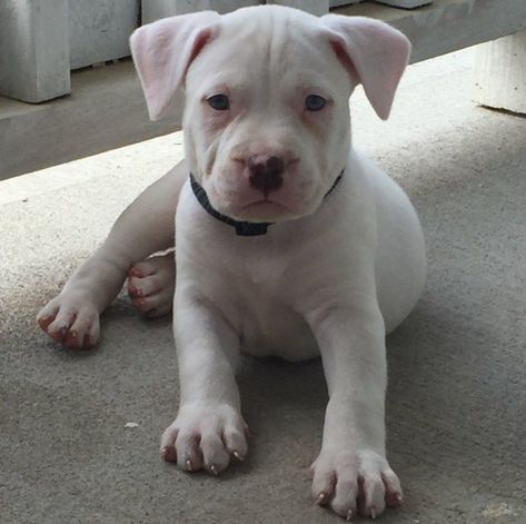 White Pitbull Puppies, Pitbull Photos, Dogo Argentino Dog, Pit Mom, Cute Pitbulls, White Pitbull, American Bulldog Puppies, American Bull, Pitbull Puppy