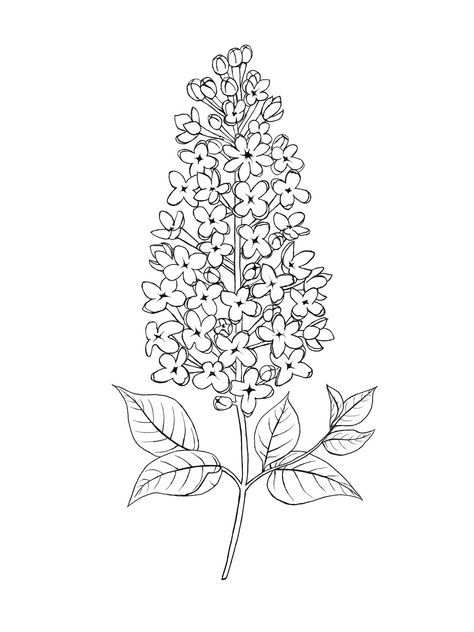 Lilac Illustration Simple, Lilacs Drawing, Lilac Sketch, Simple Lilac Drawing, Wisteria Drawing, Lilac Drawing, Linework Flowers, Filler Tattoos, Lilac Tattoo