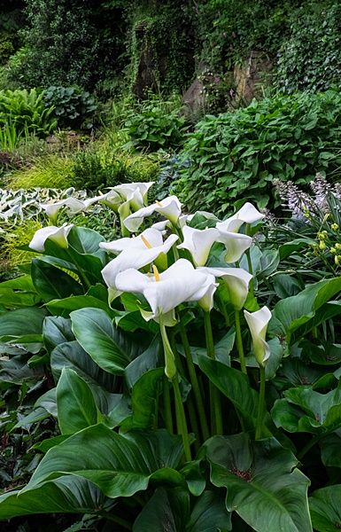 Zantedeschia aethiopica #lily #watergarden #waterlilies #aquascape Water Plants For Ponds, Flower Garden Aesthetic, Lilies Garden, Plants For Ponds, Lilly Plants, Lilly Garden, Arum Lilies, Zantedeschia Aethiopica, Flower Garden Ideas