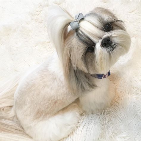 Levi Hairstyle, Shitzu Dogs Haircuts, Shih Tzu Hair Styles, Perro Shih Tzu, Chien Shih Tzu, Shih Tzu Haircuts, Shitzu Dogs, Shih Tzu Grooming, Maltese Shih Tzu