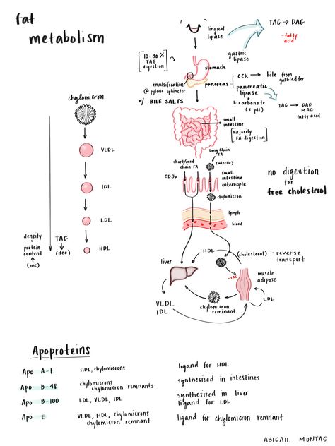 Nutrition Student Notes, Exercise Physiology Notes, Dietetics Student Notes, Nutrition Study Notes, Metabolism Notes, Medical School Notes, Nutrition Notes, Physiology Notes, Biochemistry Notes