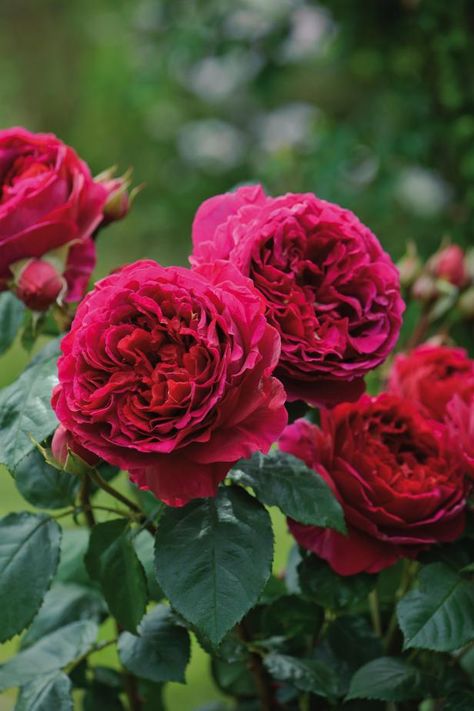 Rosen Beet, David Austin Rose, Hybrid Tea Rose, Hgtv Garden, Rose Belle, Austin Rose, Fragrant Roses, Shrub Roses, Emily Bronte