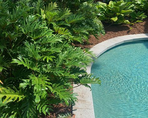 Xanadu Plant Gardens, Xanadu Plant, Pool Area Landscaping, Plants Around Pool, Philodendron Xanadu, Landscaping Around Pool, Pool Plants, Entrance Garden, Pool Landscape Design