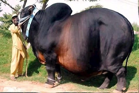 Eid Cow, Breeds Of Cows, Bull Cow, Cow Pictures, Cattle Breeds, Cattle Farming, Big Animals, Bull Riding, Rare Animals