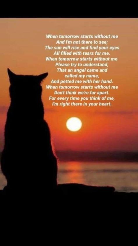 Cat Bereavement Quotes, Rip Pet Quotes Cat, Cat Loss Sympathy Messages, Losing A Cat Quote, Missing My Cat, Pet Quotes Cat, Losing A Pet Quotes, Miss My Cat, Cat Dies