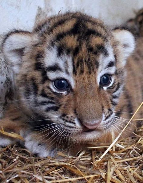 Cute Tiger Cubs, Baby Tigers, Tiger Pictures, Cat Cuddle, Cute Tigers, Most Beautiful Animals, Tiger Cub, Pretty Animals, Cute Animals Images