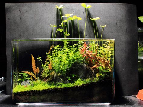 Dirted 2.5 gallon -- first journal - The Planted Tank Forum Aquarium Freshwater, Unique Fish Tanks, Perspective Room, Cool Fish Tanks, Nano Aquarium, Aquarium Ideas, Nature Aquarium, Aquascape Aquarium, Cool Fish