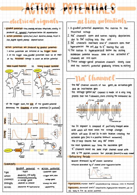 Aesthetic notes made on an iPad Pro for physiology class Ipad Revision Notes, Notes Aesthetic On Ipad, Good Notes Psychology, Digital Notes Header Ideas, Goodnotes Notes Inspiration, Aesthetic Notes Ideas Ipad, Goodnotes Psychology Notes, Good Notes Examples, Med Notes Ipad