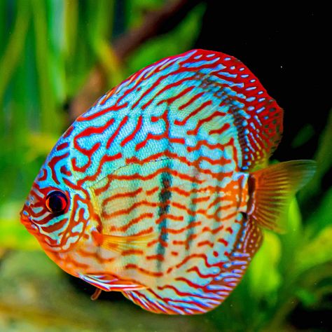 Ocean Aquarium, Tropical Freshwater Fish, Pretty Fish, Discus Fish, Beautiful Sea Creatures, Types Of Fish, Aquarium Decorations, Tree Frogs, Freshwater Aquarium