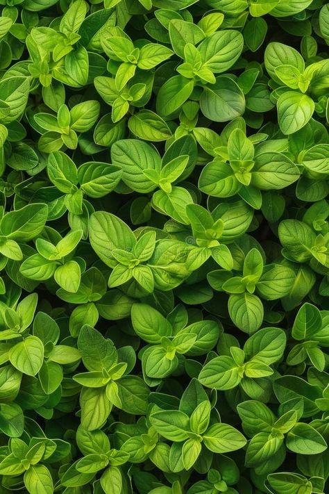 Marjoram texture background, fresh green oregano pattern, Origanum majorana banner, marjoram royalty free stock image Origanum Majorana, Space Text, Marjoram, Texture Background, Fresh Green, Top View, Oregano, Textured Background, Photo Image