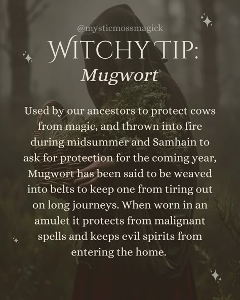 Not only used as a protector of ill intended spells and magics against someones property, animals and spirit, mugwort is also used to enhance intuition, and the ability to see and understand spirits. Mugwort is one of the essential witches that invoked clairvoyance and visions, mugwort can also purify, cleanse, strengthen, bless and bring awareness. 🌿✨🍂🌙 . . . #mugwort #witches #witch #witchy #witchcraft #witchlife #herbmagic #greenwitch #kitchenwitch #cottagewitch #hearthwitch #divinationwit... Soul Of A Witch, Mugwort Uses, Mugwort Witchcraft, Wicca Knowledge, Elemental Spells, Glamour Witch, Witchcraft Knowledge, Herb Magic, Medicinal Herbs Remedies