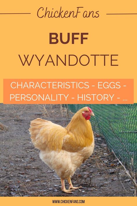 The Buff Wyandotte is a yellow-brown variety of the Wyandotte. Although Buff is a standard color, it’s less common for Wyandottes, especially compared to Orpingtons. Find out everything there is to know about this golden-colored breed. Golden Wyandotte Chickens, Orpington Chicken Colors, Orpington Chickens Colors, Wyandotte Hen, Blue Laced Red Wyandotte, Buff Orpington Hen, Wyandotte Chicken, Golden Laced Wyandotte Hen, Buff Orpington