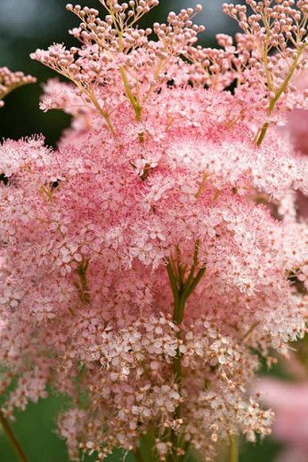 Queen Of The Prairie, Flowers List, Perennials Low Maintenance, Deep Pink Flowers, Full Sun Perennials, Perennial Flowers, Shade Perennials, Mid Summer, Have Inspiration