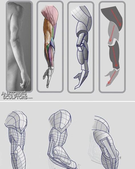 Arms anatomy •picked up from pinterest, image from anatomy for sculptors  #rig #zbrush #3dprinter #fav #3dprinted #cgi #3dmodeling… Arm Anatomy, Human Anatomy Reference, Anatomy Tutorial, Person Drawing, Human Anatomy Drawing, People Person, Human Anatomy Art, Anatomy Sketches, Anatomy For Artists