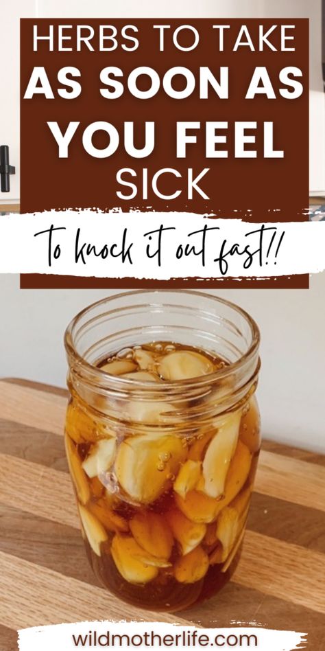 Herbs to Take When You're Sick | Anti-Viral Herbs Every Mom Needs - Wild Mother Herbs For Sickness, Herbs For Colds, Quick Cold Remedies, Holistic Cold Remedies, Food When Sick, Antiviral Herbs, Natural Medicine Recipes, Sick Food, Natural Medicine Cabinet