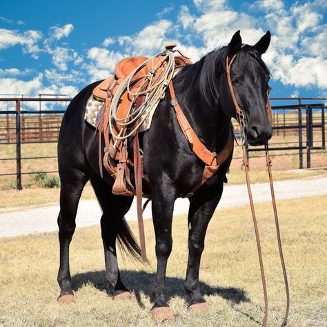 Quarter Horses For Sale, Working Cow Horse, Country Western Singers, Ranch Horse, Cowboy Ranch, Western Photo, Cattle Ranch, Ranches For Sale, Rodeo Horses