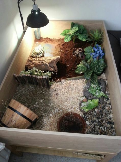 Tortoise house Turtle Homes Ideas, Tartaruga Habitat, Kandang Hamster, Tortoise Cage, Turtle Terrarium, Russian Tortoise Diet, Tortoise Table, Turtle Care, Tortoise House