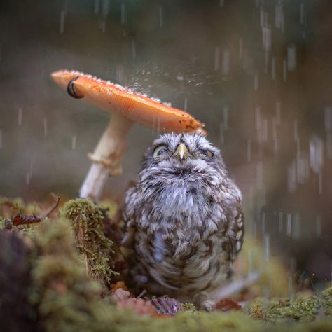 The World’s Greatest Gallery of Wet Owls Kung Fu Panda, Cute Creatures, Animal Photo, Cute Little Animals, Funny Animal, Nature Animals, In The Rain, 귀여운 동물, Cute Funny Animals