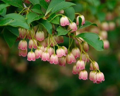 Enkianthus Campanulatus: A hardy and deciduous spreading shrub from north east Asia that bears pendulous bell shaped flowers in springtime in racemes of 10-15.  The flowers are quite beautiful being creamy topped and distinctly veined with red leading down to deep red mouths.  They are similar in shape to the closely related Pieris.Being deciduous the bright green and glossy foliage turns to bright reds and oranges in autumn.  Keep them away from strong winds to get the best of that autumnal... Enkianthus Campanulatus, Bell Gardens, Red Veins, Autumn Foliage, Garden Shrubs, Pink Garden, Spring Bulbs, Charming Garden, Language Of Flowers