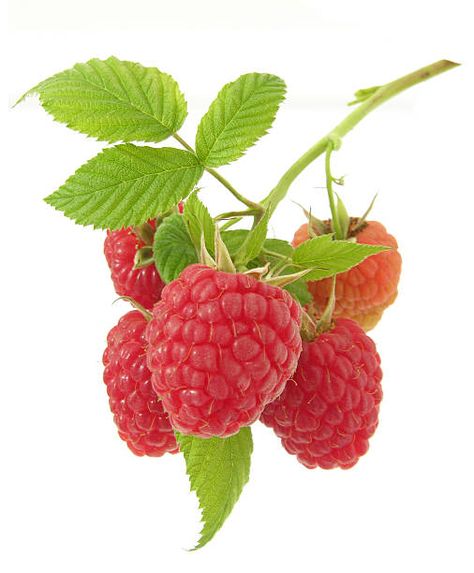 Raspberry Illustration, Herb Benefits, Rubus Idaeus, Raspberry Bush, Enchanted Woodland, Raspberry Leaf, Fruits Images, Drip Tip, Ornament Frame