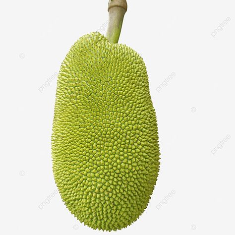 Picture Jackfruit Illustration, Book Clip Art, Fruits Photos, Fruits Vegetables, Hd Images, Photo Backgrounds, Clipart Images, Fruit Trees, Png Clipart