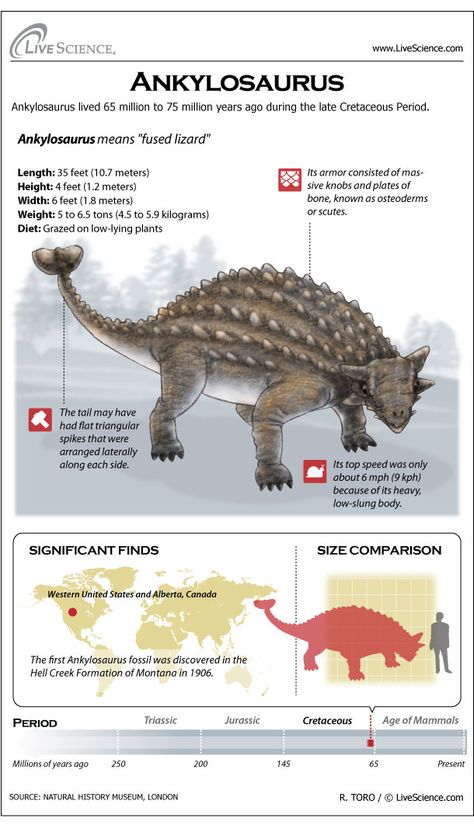 Learn about the plated Cretaceous-era dinosaur Ankylosaurus. Dinosaur Facts, Prehistoric Wildlife, Dinosaur Illustration, Ancient Animals, Paleo Art, Extinct Animals, Dinosaur Theme, Jurassic Park World, Dinosaur Fossils