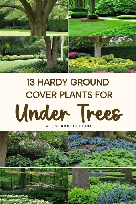 Discover beautiful and practical solutions for your garden with these ground cover plants for under trees. Find the best plants that thrive in shade, like shade-loving ground cover perennials. Explore easy-care options for clay soil and uncover Australian native ground cover plants that will transform the space beneath your trees. Whether you're looking for flowers, shrubs, or simply want to reduce weed growth with shade perennials, there is a variety of options to suit your needs. Landscaping Under Shade Trees, Creeping Juniper Ground Cover, Under Tree Ground Cover, Flowering Thyme Ground Cover, Garden Under Trees Ideas, Ground Cover Under Trees, Australian Native Ground Cover, Planting Under Trees Ideas, Garden Ground Cover Ideas