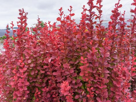 Burgundy, Blue and Yellow Foliage Combo for Part Shade Orange Rocket Barberry, Berberis Thunbergii, Drought Tolerant Shrubs, Colorful Shrubs, Northwest Garden, Australian Plants, How To Attract Birds, Reddish Orange, How To Attract Hummingbirds