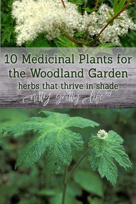 Permaculture, Magical Yard, Medical Garden, Medical Plants, Woodland Path, Medicine Garden, Witchy Garden, Herbal Garden, Food Forest Garden