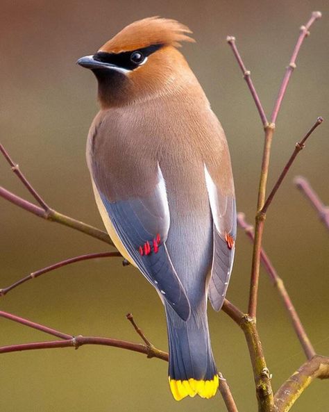 Feather With Birds Tattoo, Bohemian Waxwing, Bird Identification, Cedar Waxwing, Bird House Plans, Post Animal, Bird Carving, Out Of Place, Bird Supplies