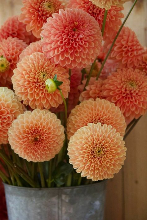 Dalia Flower, Dahlia Bouquet, Dahlia Flowers, Nothing But Flowers, Flower Therapy, Beautiful Bouquet Of Flowers, Dahlia Flower, Flower Farm, Succulents Garden