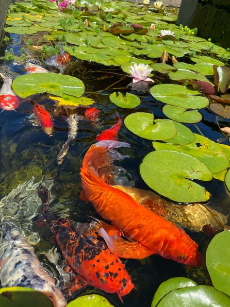 Koi Reference, Koi Fish Lily Pads, Pond Aesthetic, Calming Images, Fauna Marina, Koi Fish Pond, Oil Pastel Paintings, Ponds Backyard, A Pond