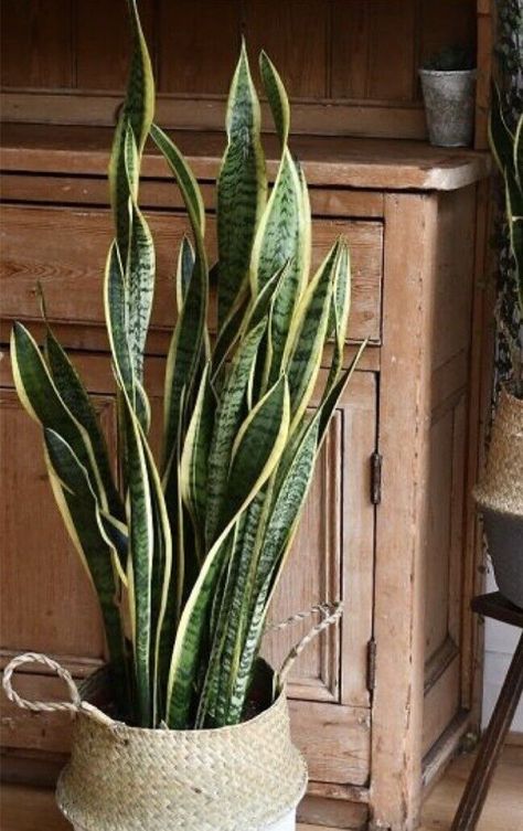 Wood And Plants, Mother In Law Plant, Snake Plant Decor, Meditation Alter, Decorate With Plants, Decorating With Plants, Botanical Images, Entrance Room, Indoor Plant Display