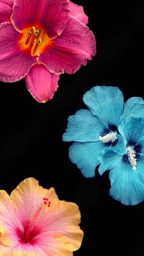 Hibiscus flower wallpaper, aesthetic, iPhone, different colors Bonito, Hibiscus Wallpaper Iphone, Hibiscus Flower Wallpaper Aesthetic, Hibiscus Flower Wallpaper, Hibiscus Wallpaper, Nothing But Flowers, Widget Icon, Flowers Wallpaper, Hibiscus Flower