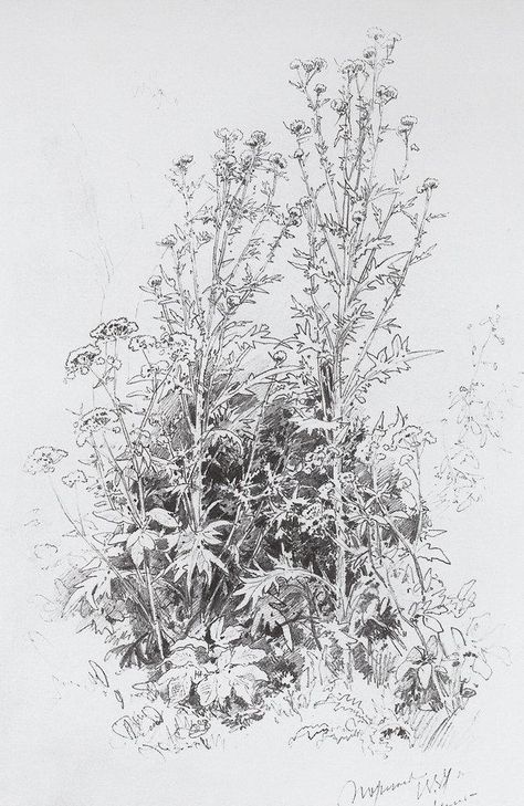 ivan shishkin drawing Ivan Shishkin Drawing, Ivan Shishkin, Landscape Drawing Tutorial, Nature Sketch, Tree Sketches, Landscape Sketch, Illustration Botanique, Nature Drawing, Landscape Drawings