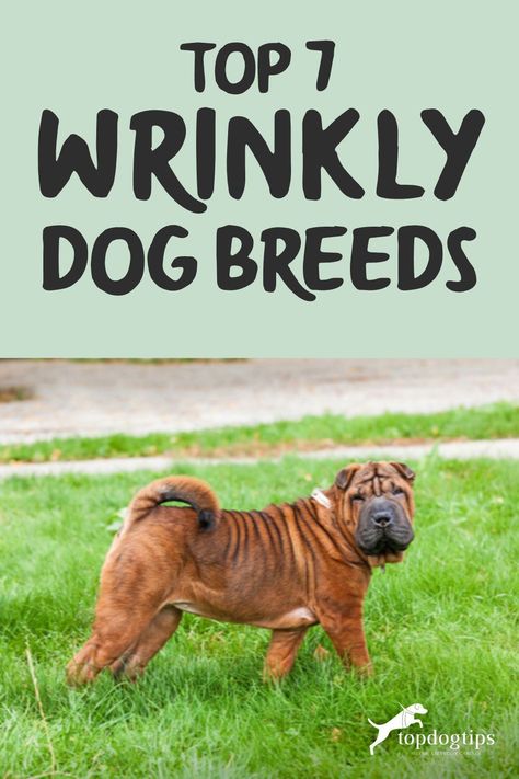 This is a list of 7 wrinkly dog breeds. Your will learn all about each breed, what makes them special and how to care for their wrinkles. Wrinkly Dog, Wrinkle Dogs, Neapolitan Mastiffs, Dog Insurance, Dog Info, Bull Mastiff, Types Of Dogs, Large Dog Breeds, Gentle Giant