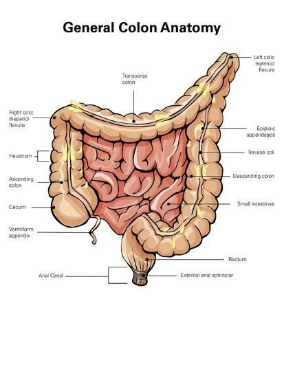 Colon Anatomy, Studera Motivation, Nursing School Essential, Nursing School Motivation, Basic Anatomy And Physiology, Nurse Study Notes, Nursing Student Tips, Biology Facts, Medical Student Study