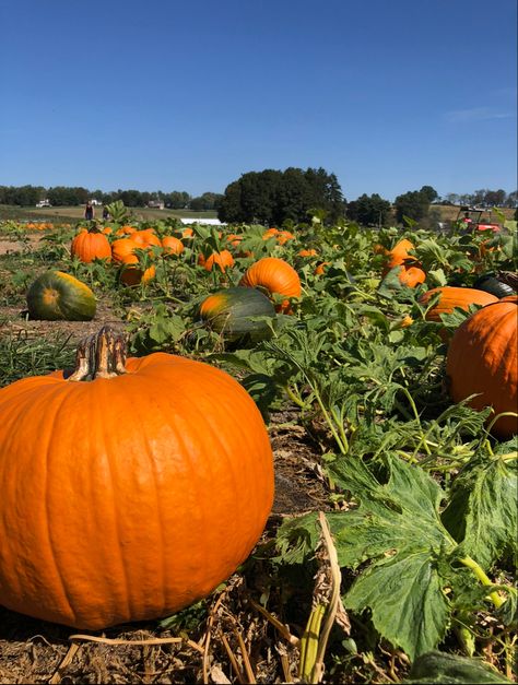 #fall #pumpkin #pumpkinpicking Fall Moodboard, Pumpkin Picking, Tiktok Video, Pumpkin Patch, Halloween, Quick Saves