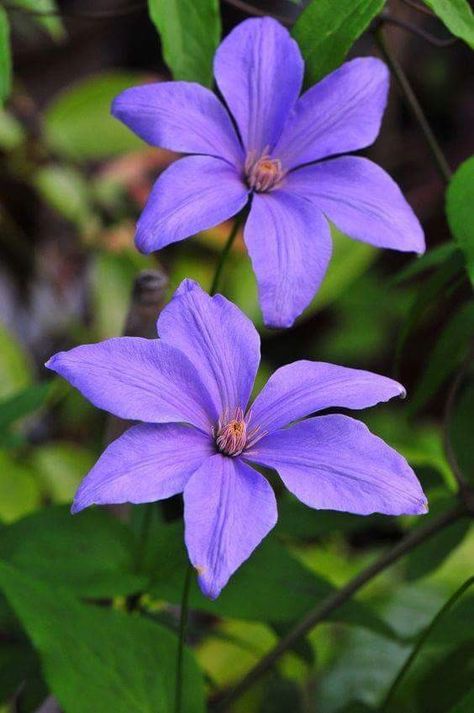 Clematis Clematis Flower, Clematis Vine, Sweet Fragrance, Garden Vines, Fragrant Plant, Purple Garden, Climbing Vines, Airbrush Art, Climbing Roses