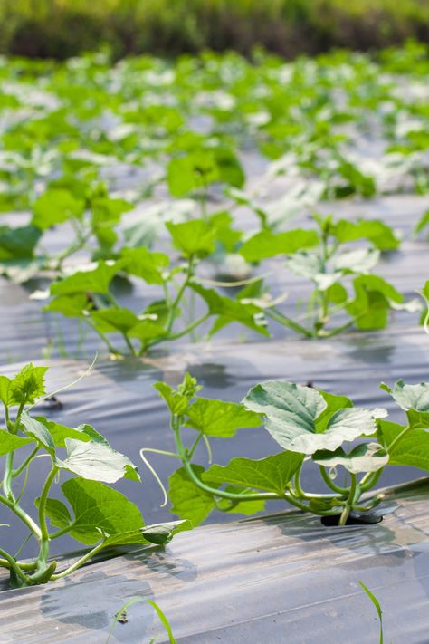 What To Do With Bitter Cucumbers, Bitter Cucumber, Bitter Cucumbers, Bitters Recipe, Epson Salt, Small Balcony Garden, Growing Cucumbers, Perennial Shrubs, Pickling Cucumbers