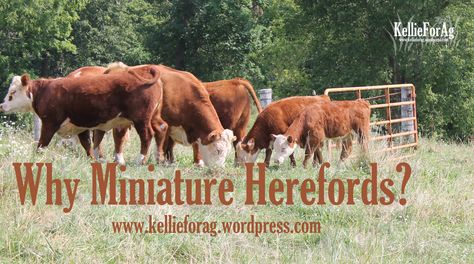 Mini Hereford, Mini Hereford Cow, Miniature Cows For Sale, Mini Cattle, Mini Hereford Cattle, Dairy Cow Breeds, Raising Cows, Homestead Plans, Miniture Cows