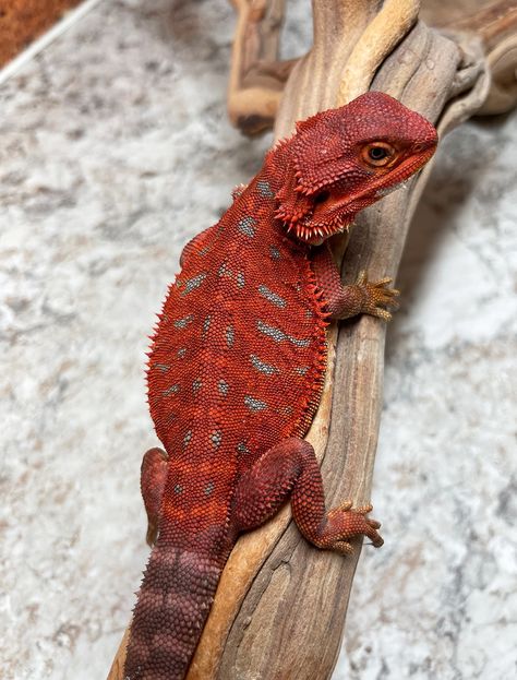 Red Monster Bearded Dragon, Bearded Dragon Morphs, Beard Dragon, Breaded Dragon, Red Bearded Dragon, Bearded Dragon Tattoo, Pet Reptiles, Dragon Pet, Bearded Dragon Enclosure