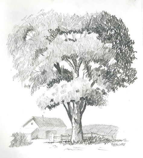 Boofredlay: Tree Bush Drawing, Tree Drawings Pencil, Pencil Drawing Tutorials, Tree Sketches, 수채화 그림, Plant Drawing, Graphite Drawings, Landscape Drawings, Tree Drawing