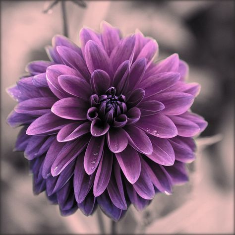 Pretty purple flower Flowers Drawing Tattoo, Purple Dahlia, Flowers Drawing, Drawing Tattoo, Beautiful Tattoo, Flowers Beautiful, Dahlia Flower, Exotic Flowers, Purple Flower