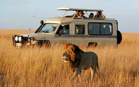 Game drive with Micato Safaris East Africa Travel, Safari Photography, Visit Africa, Kenya Safari, Safari Travel, Human Spirit, Arusha, Safari Adventure, Wildlife Safari