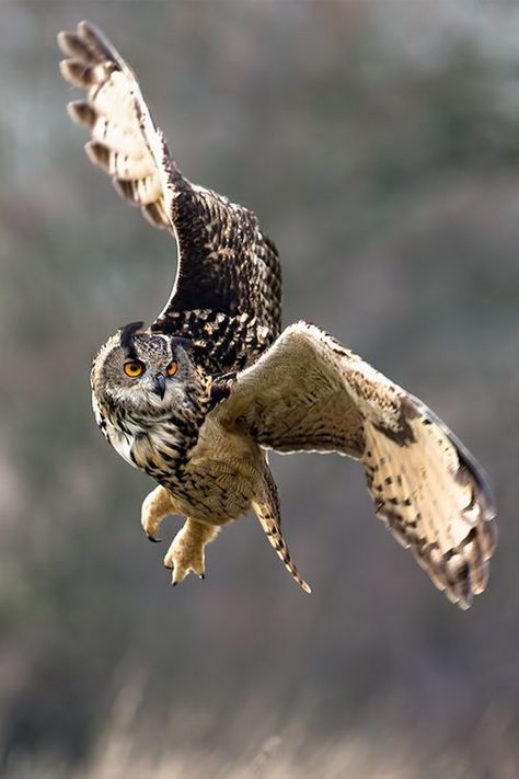 Owl Flying, Awesome Owls, Owl Pictures, Great Horned Owl, Beautiful Owl, Owl Bird, Snowy Owl, Pretty Birds, Birds Of Prey