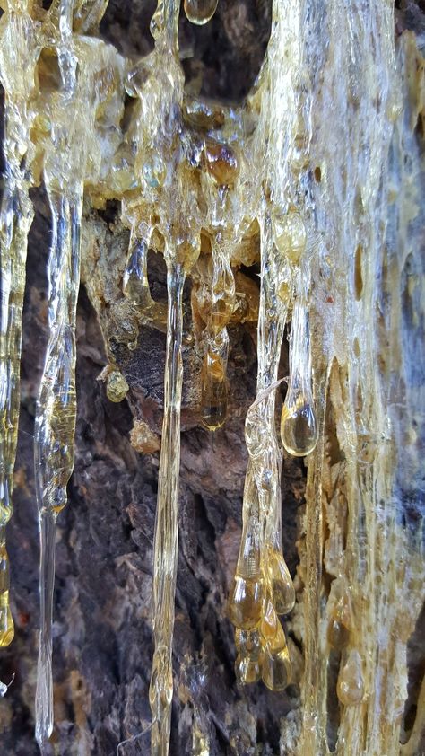 Sap coming out of a tree in Spokane, Washington. Feminism Art, Tree Sap, Pixie Hollow, Bio Art, Spokane Washington, Canvas Texture, Art Sketchbook, A Tree, Mother Nature